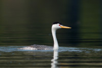 Lake Havasu Windsor Campgrounds